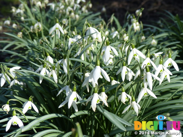 FZ003343 Common snowdrop (Galanthus nivalis) in Oma's garden